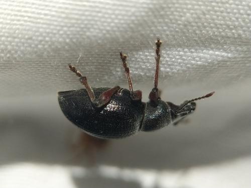 Otiorhynchus sp.