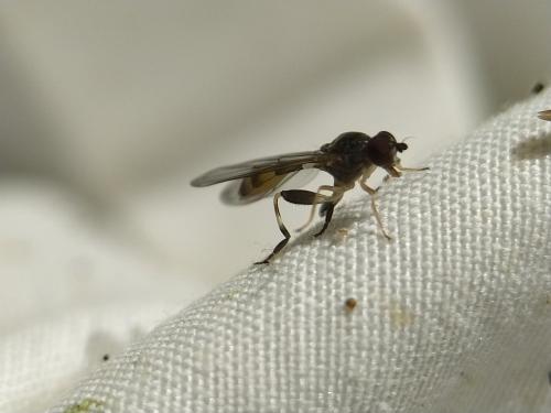 Sphegina clunipes