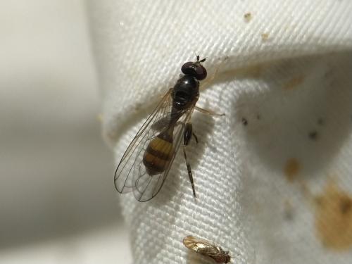 Sphegina clunipes