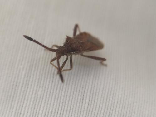 Coriomeris sp.