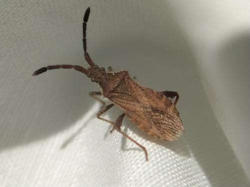 Coriomeris sp.