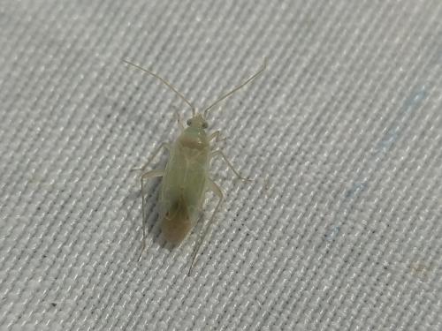Réf. 344 910 : Icodema infuscata