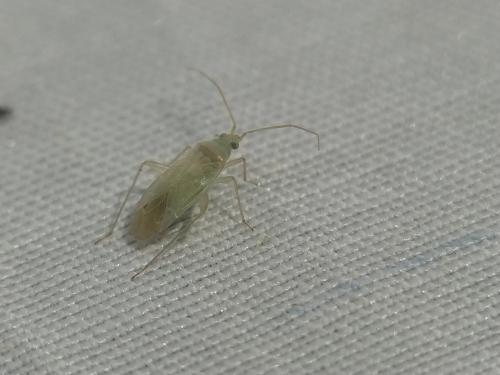 Réf. 344 911 : Icodema infuscata