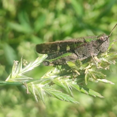 Réf. 344 883 : Aiolopus strepens