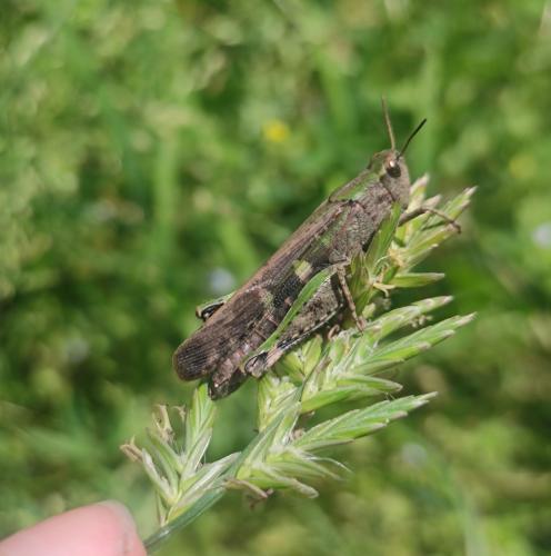 Réf. 344 882 : Aiolopus strepens