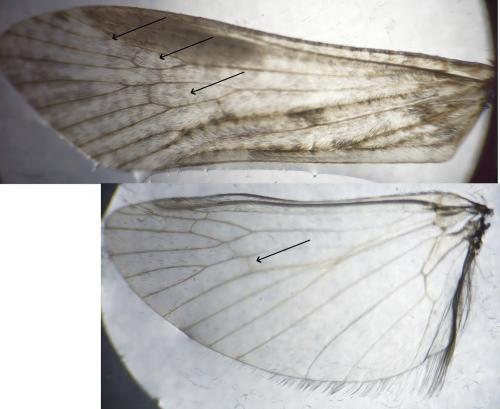 Réf. 344 765 : Hydropsyche exocellata
