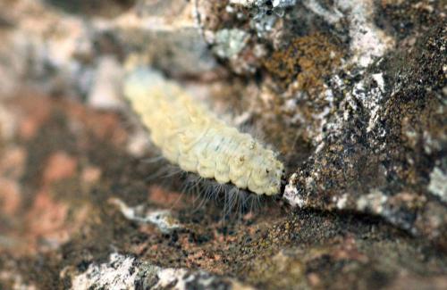 Réf. 344 441 : Rhagades pruni