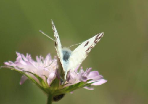 Réf. 344 359 : Pontia daplidice