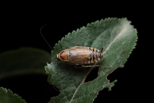 Ectobius lucidus