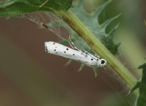 Myelois circumvoluta