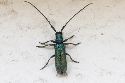 Réf. 344 056 : Agapanthia intermedia