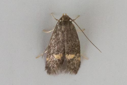 Borkhausenia minutella