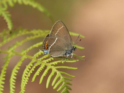 Réf. 344 670 : Satyrium spini