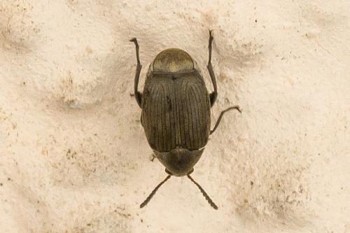 Bruchinae