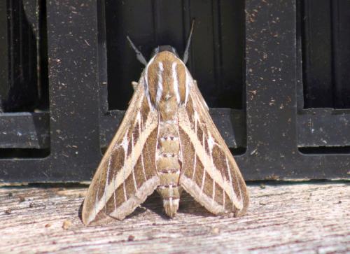 Hyles livornica