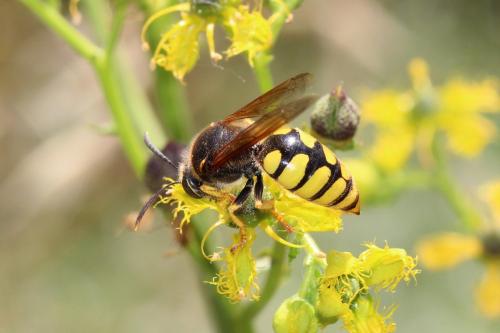 Stizus hispanicus