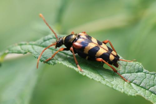 Leptura aurulenta