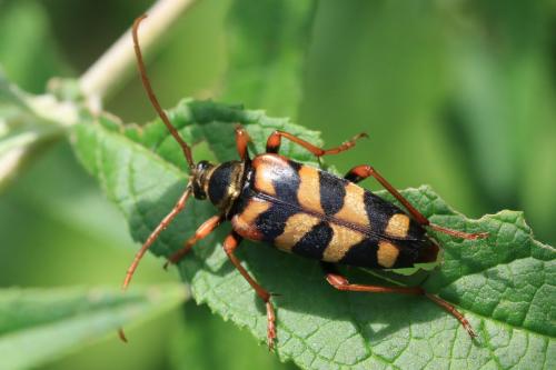 Leptura aurulenta