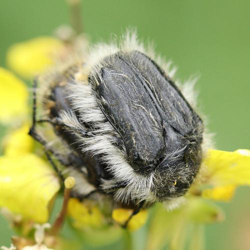 Tropinota squalida