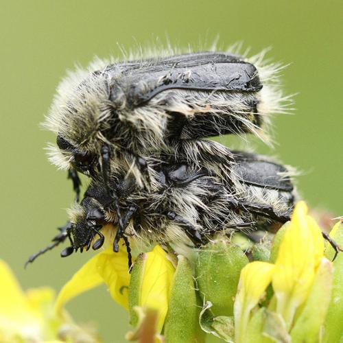 Tropinota squalida