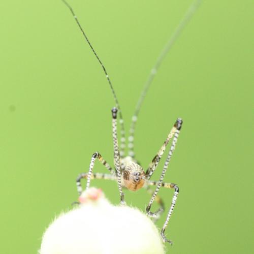 Réf. 344 602 : Phaneroptera sp.