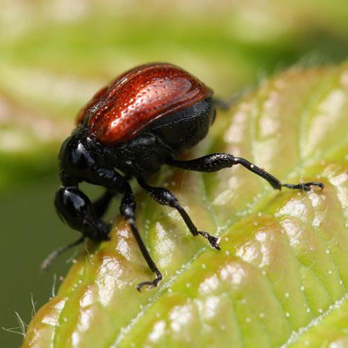 Réf. 344 603 : Compsapoderus erythropterus