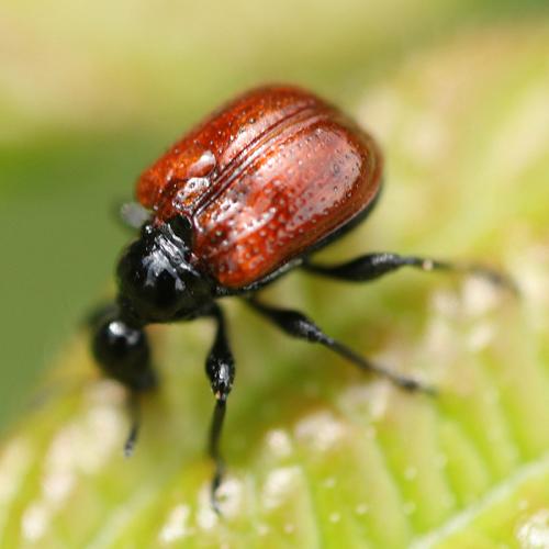 Réf. 344 604 : Compsapoderus erythropterus