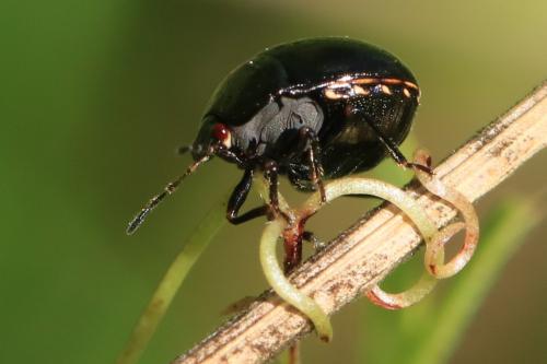 Coptosoma scutellatum