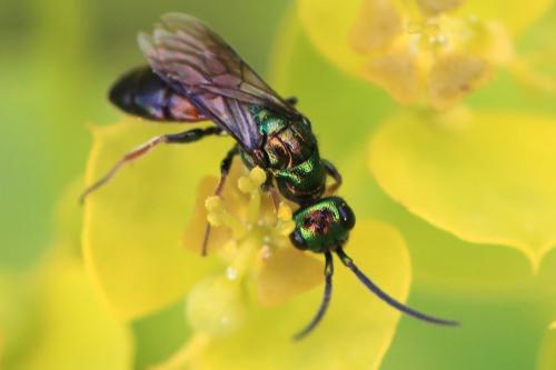 Réf. 344 362 : Cleptes nitidulus