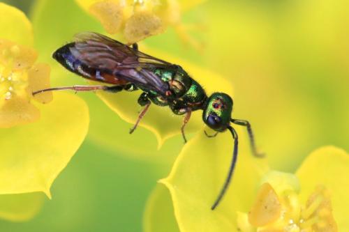 Réf. 344 363 : Cleptes nitidulus