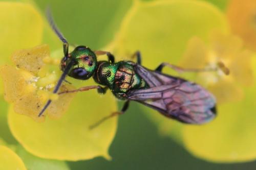 Réf. 344 364 : Cleptes nitidulus