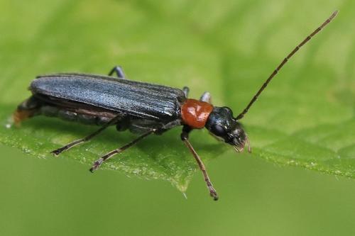 Oedemera croceicollis