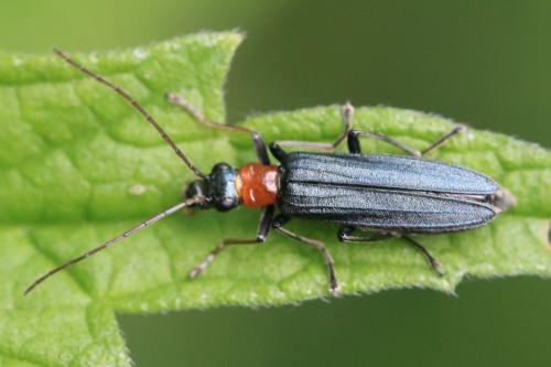 Oedemera croceicollis