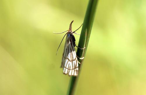 Réf. 344 550 : Chrysocrambus craterella