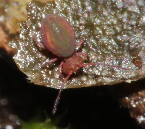 Réf. 344 224 : Calvatomina rufescens