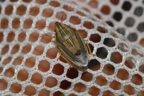 Aelia acuminata