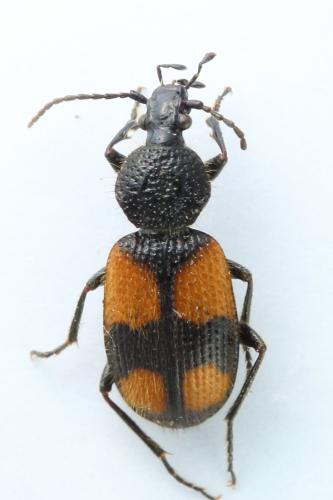 Réf. 344 807 : Panagaeus bipustulatus