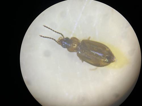Réf. 344 554 : Tachys micros
