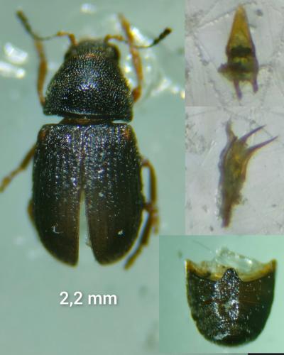 Choragus aurolineatus