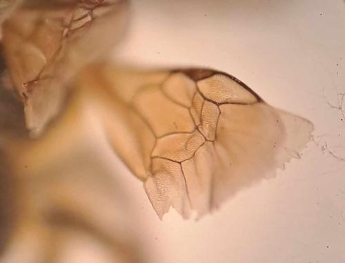 Lasioglossum laevigatum