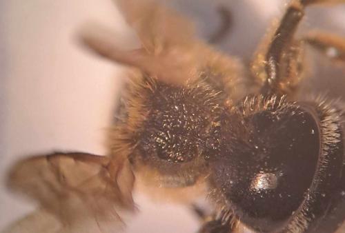 Lasioglossum laevigatum