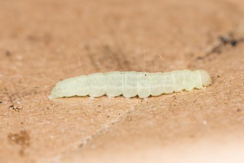 Nycteola columbana