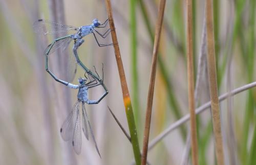 Réf. 344 276 : Lestes macrostigma