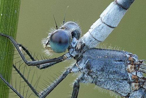 Réf. 344 283 : Lestes macrostigma