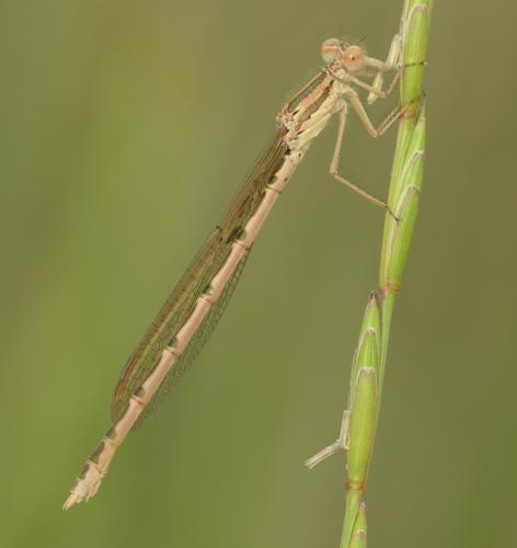 Réf. 344 262 : Sympecma fusca