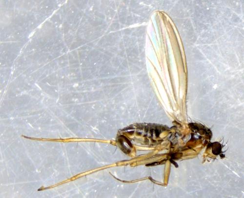 Réf. 344 237 : Lonchoptera lutea
