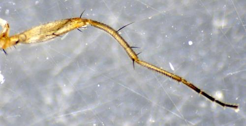 Lonchoptera lutea