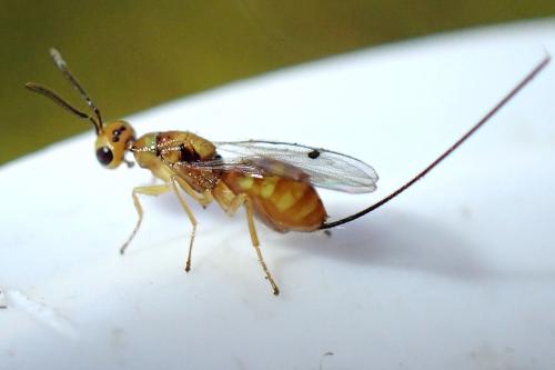 Réf. 344 118 : Bootanomyia sp.