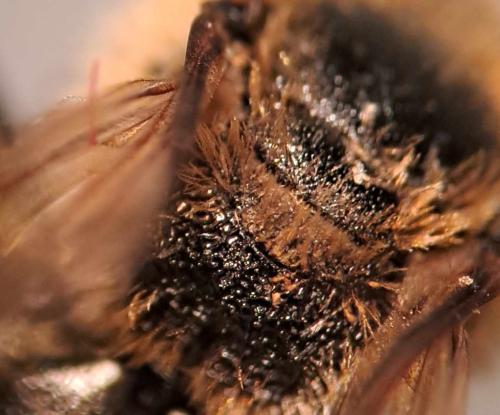 Lasioglossum laevigatum