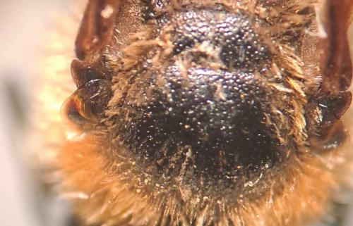 Lasioglossum laevigatum